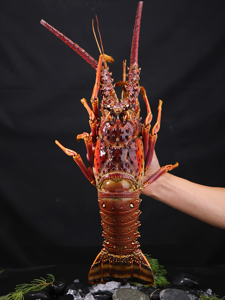 品味深海珍饈 百鮮薈古巴龍蝦、大花龍蝦、青澳龍冷凍海鮮禮盒，盡享年夜盛宴與送禮佳選